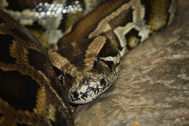 File:Python.jpg
