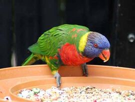 Rainbow lorikeet
