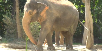 Asian Elephant