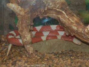 Nelson's milk snake