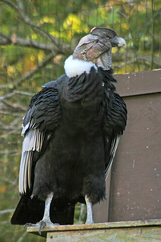File:Condor.jpg
