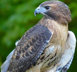 Red-tailed hawk