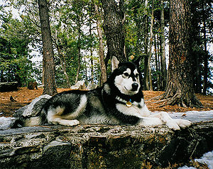 300px-Malamute-001