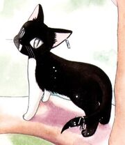 Hari chatte