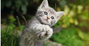 Chaton ( wiki -