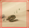 Cat prey