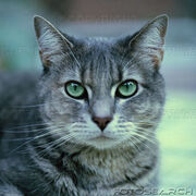 Cat26