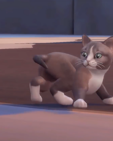 Anastasia Cat Clare Siobhan Sims 4 Wiki Fandom