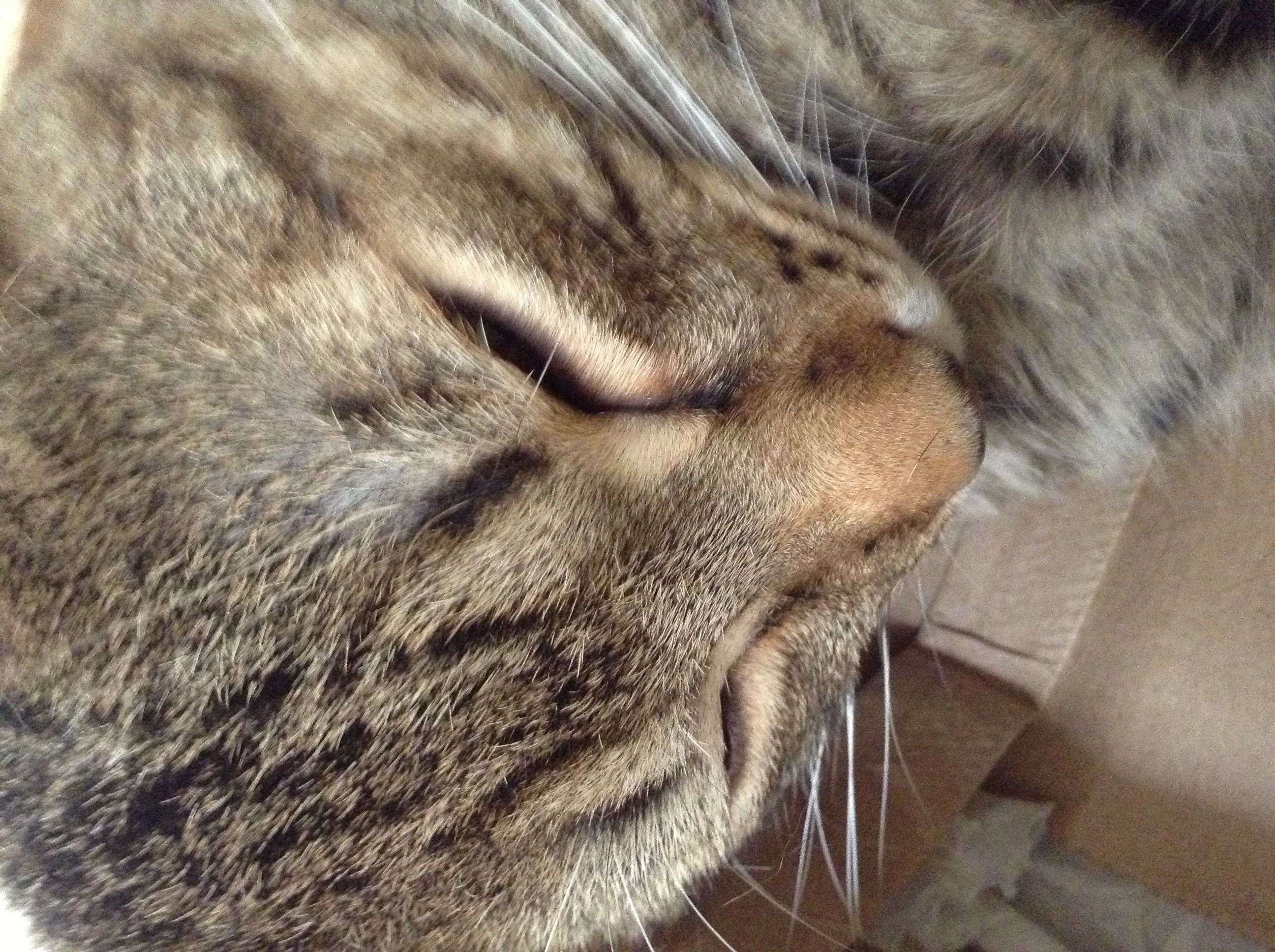 coc mod kitteh coc mod kitteh