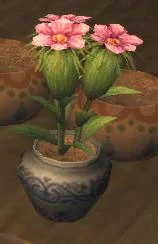 Grain seed flowering
