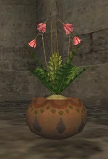 Vegetable seed flowering