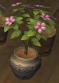 Fruit seeds flowering