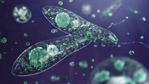 protista classification of organisms wiki fandom protist examples