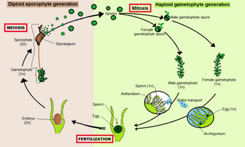 Moss Altentation of Generation