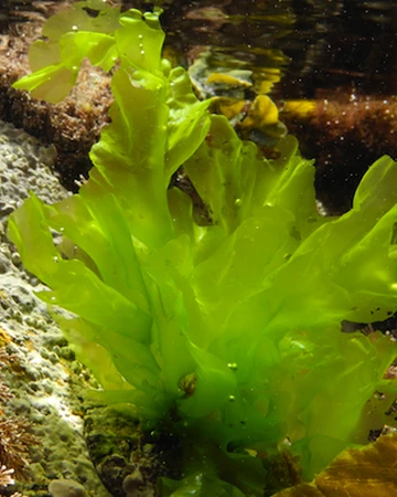 Thallophyta Classification Of Organisms Wiki Fandom