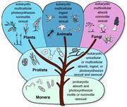 Classification
