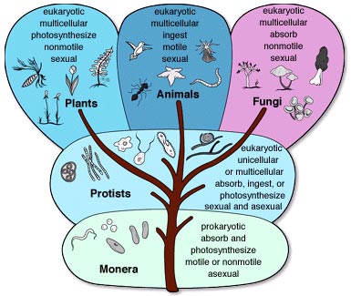 classification kingdom organisms wiki wikia kingdoms five