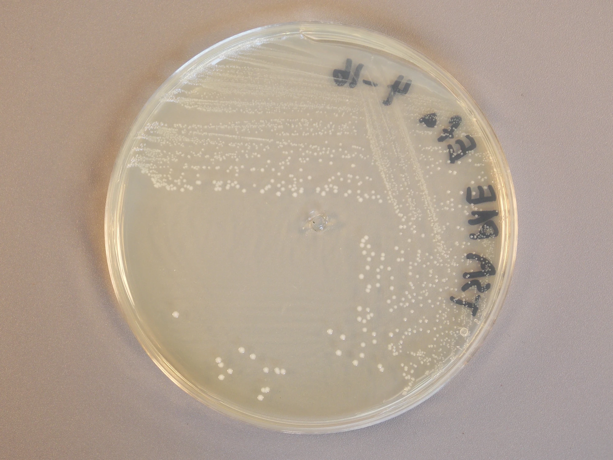 Image Enterococcus faecalis.JPG Classroom Bacterial Identification Wiki FANDOM powered by