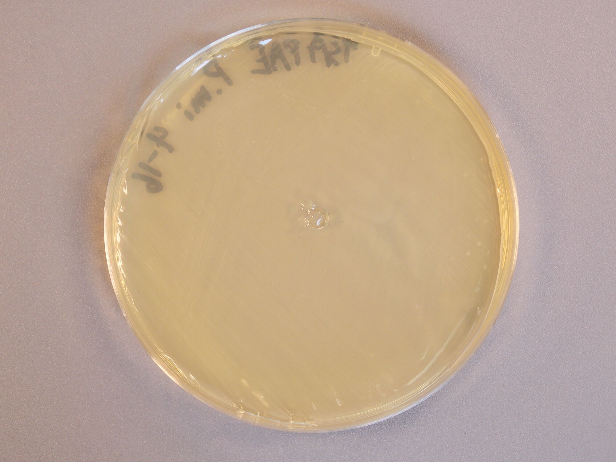 Proteus Classroom Bacterial Identification Wiki Fandom 