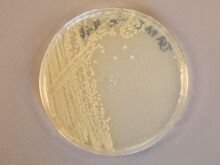 proteus vulgaris identification bacterial classroom