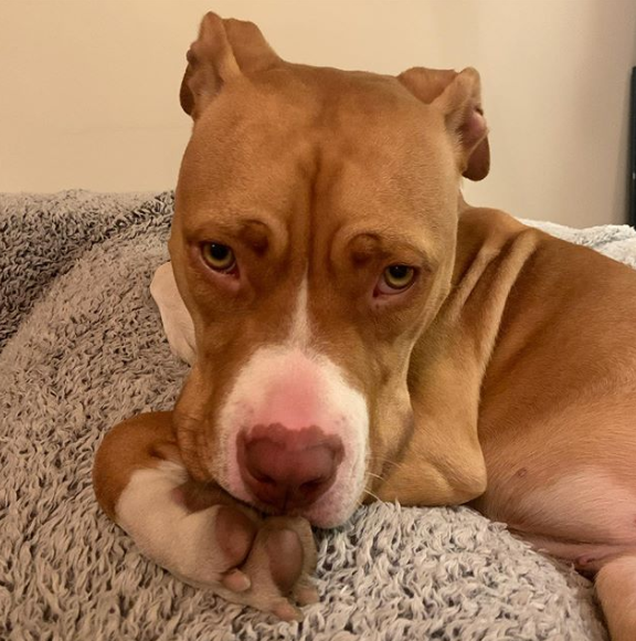 Peaches Claudia Sulewski Wiki Fandom