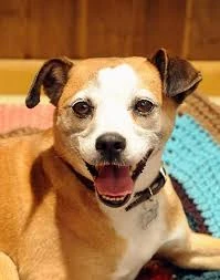 rocket dog canyon cloud 9