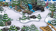 Renovated Forest