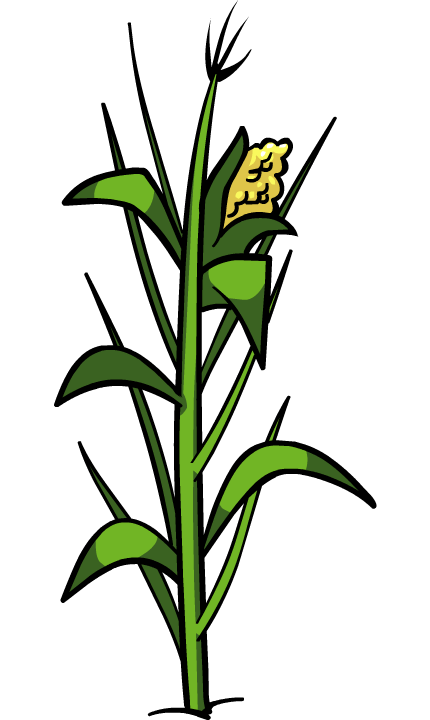 Corn Plant image - corn plant | club penguin wiki | fandom poweredwikia Corn Plant image - corn plant | club penguin wiki | fandom poweredwikia