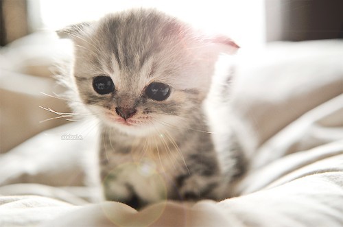 image extremely cute kitten large jpg club penguin pookie wiki