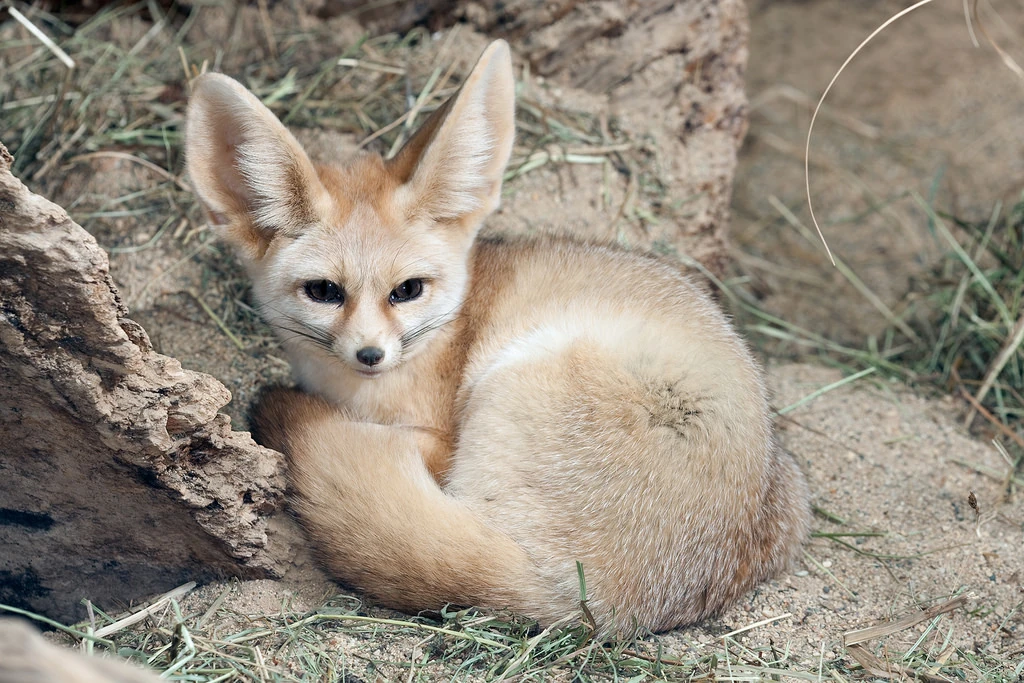 Fennec Fox Cartoon Network Animals Wiki Fandom