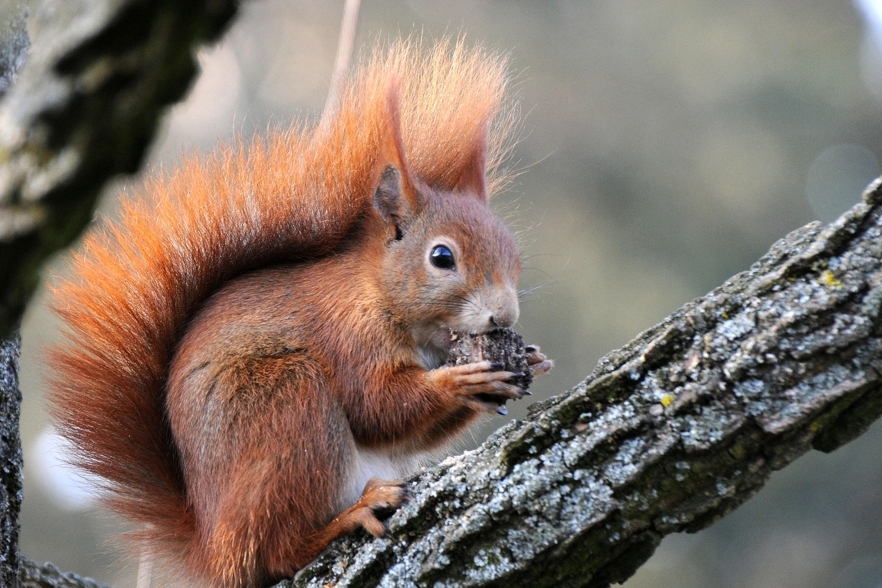 Eurasian Red Squirrel Cartoon Network Animals Wiki Fandom