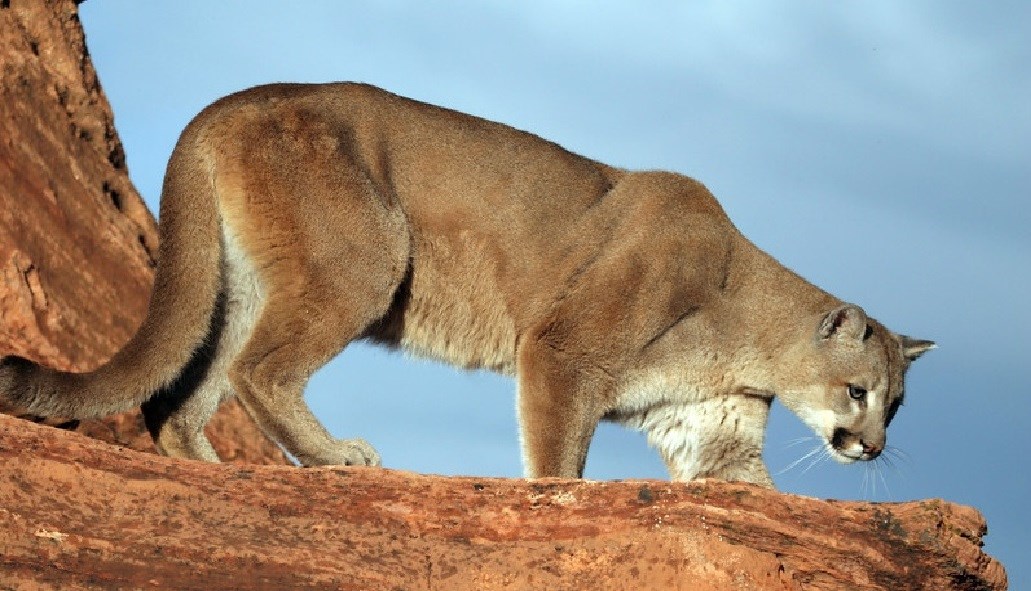 scientific name of cougar