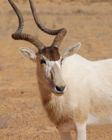 Addax Cartoon Network Animals Wiki Fandom