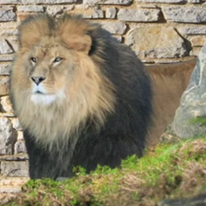 African Lion Cartoon Network Animals Wiki Fandom Weed is all we need: african lion cartoon network animals