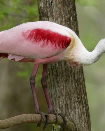 Spoonbill Cartoons And Comics Funny Pictures From Cartoonstock