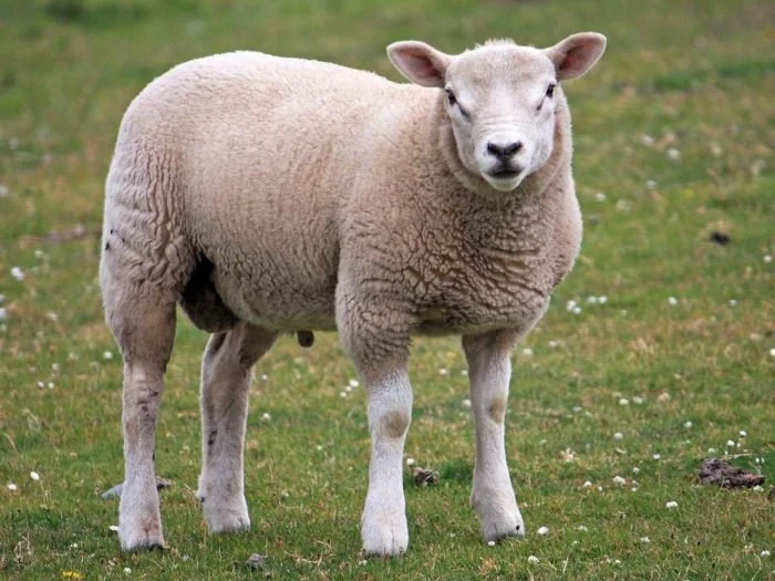 Category Goats And Sheep Cartoon Network Animals Wiki Fandom