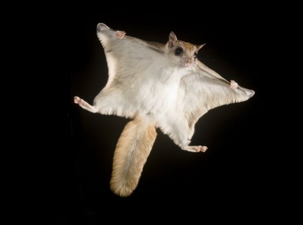 Southern Flying Squirrel Cartoon Network Animals Wiki 