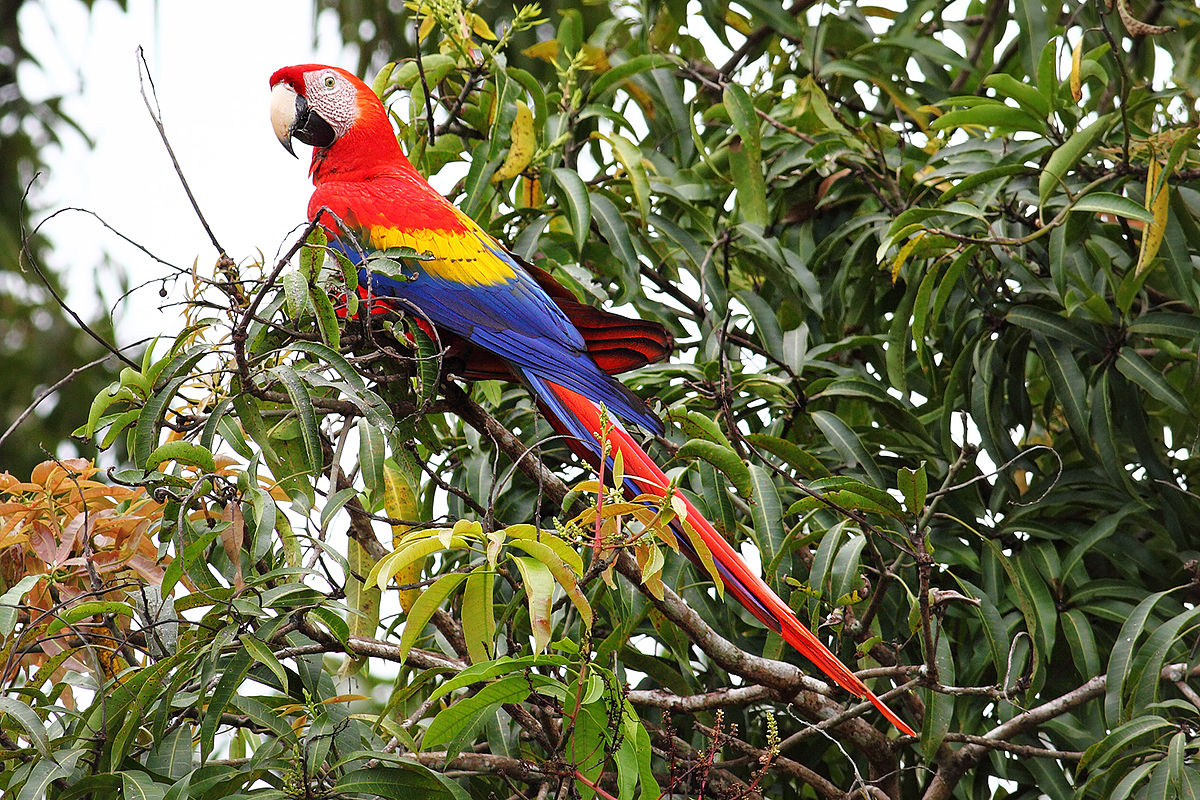 Scarlet Macaw | Cartoon Network Animals Wiki | Fandom