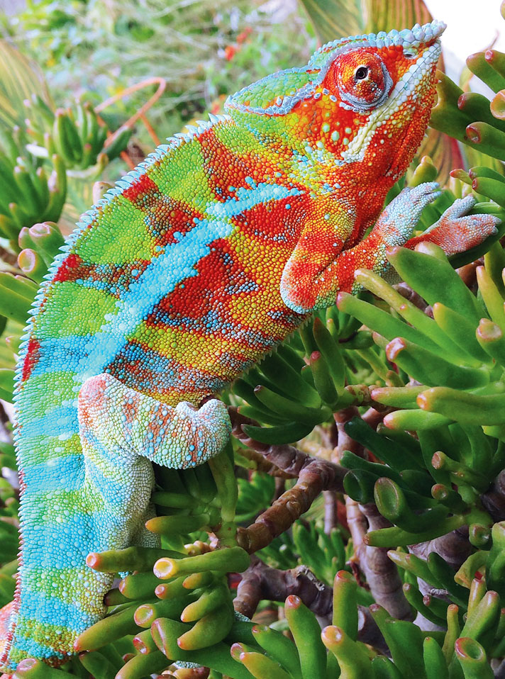Panther Chameleon | Cartoon Network Animals Wiki | Fandom