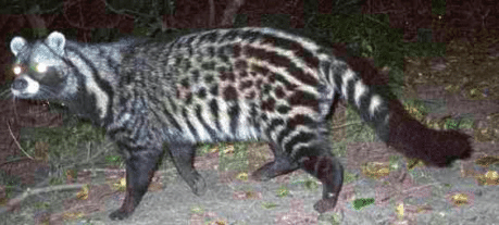 African Civet | Cartoon Network Animals Wiki | Fandom