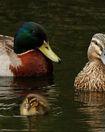 Mallard Cartoon Network Animals Wiki Fandom