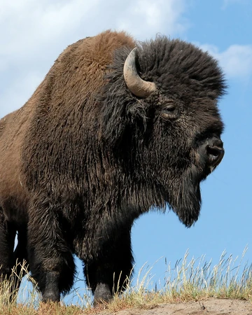 American Bison Cartoon Network Animals Wiki Fandom Looking for bison (animal) stickers? american bison cartoon network