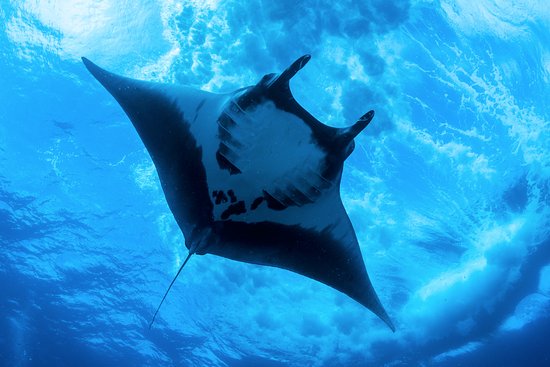 Giant Manta Ray | Cartoon Network Animals Wiki | Fandom