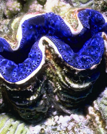 giant clam wiki