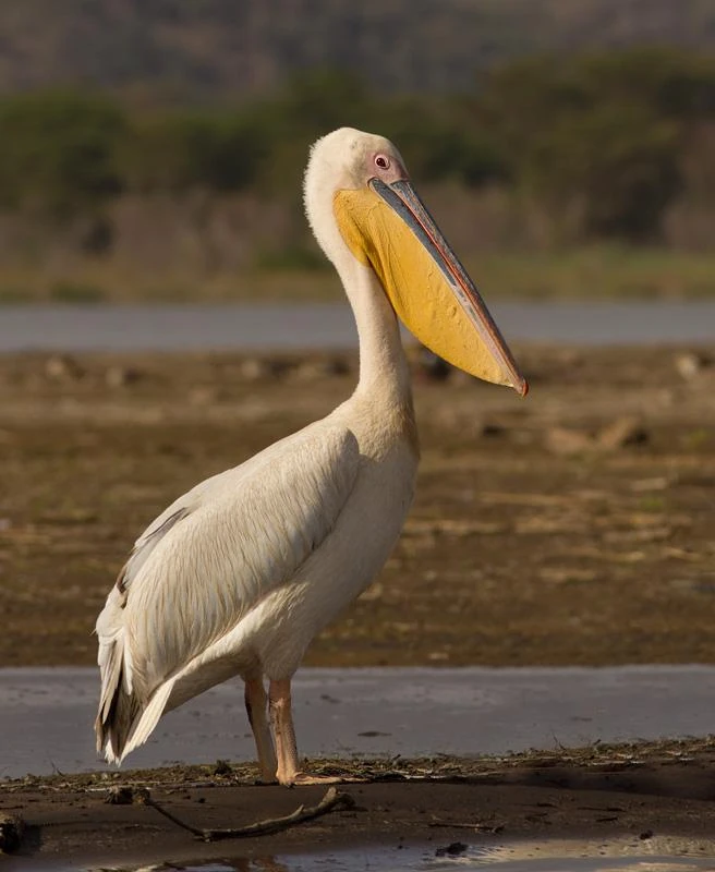Great White Pelican | Cartoon Network Animals Wiki | Fandom