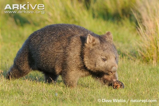 Common Wombat Cartoon Network Animals Wiki Fandom