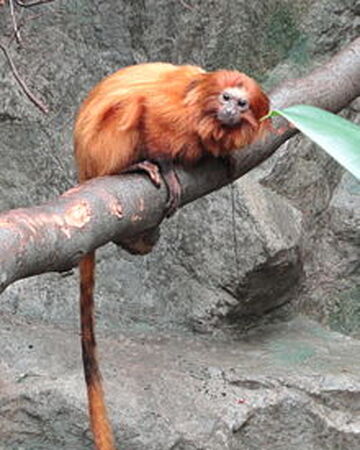 Golden Lion Tamarin Cartoon Network Animals Wiki Fandom