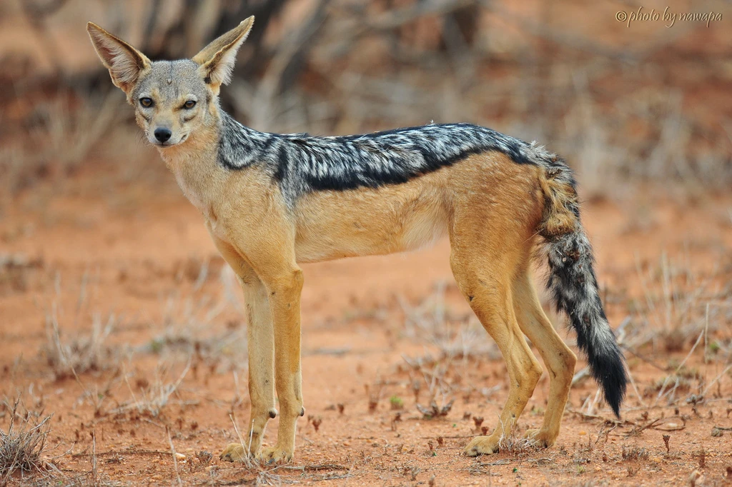 Black-backed Jackal | Cartoon Network Animals Wiki | Fandom
