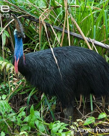 Southern Cassowary Cartoon Network Animals Wiki Fandom