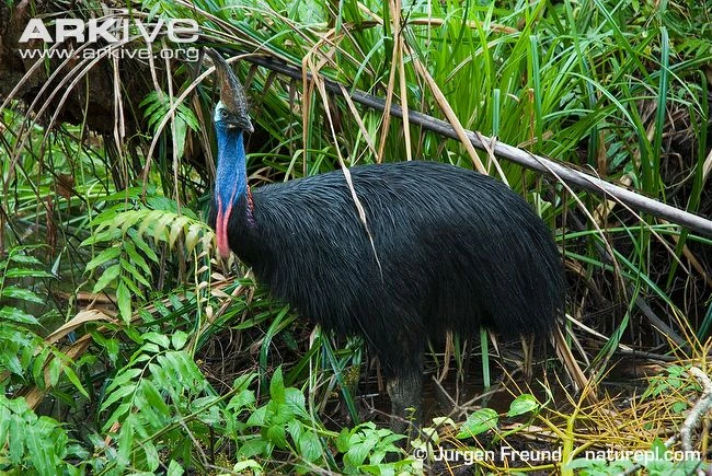 Southern Cassowary Cartoon Network Animals Wiki Fandom